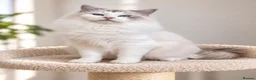 Ragdoll cats for sale: LAST STUNNING BOY TICA REGISTERED  - Advert 8