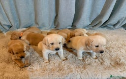 Labrador Retriever dogs for sale: Labrador Puppies - Image 7