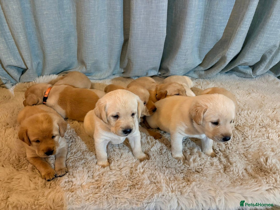 Labrador Retriever dogs for sale: Labrador Puppies - Image 7
