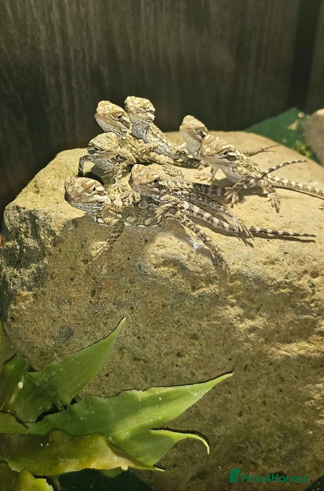 Bearded Dragon reptiles for sale: Baby Rankin's Dragons - Advert 2