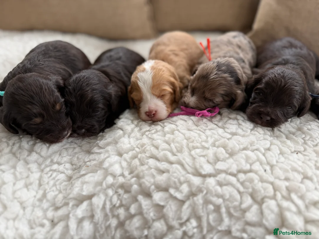 Cavapoo dogs for sale: F1 E ** tensively health tested cavapoos  - Advert 5