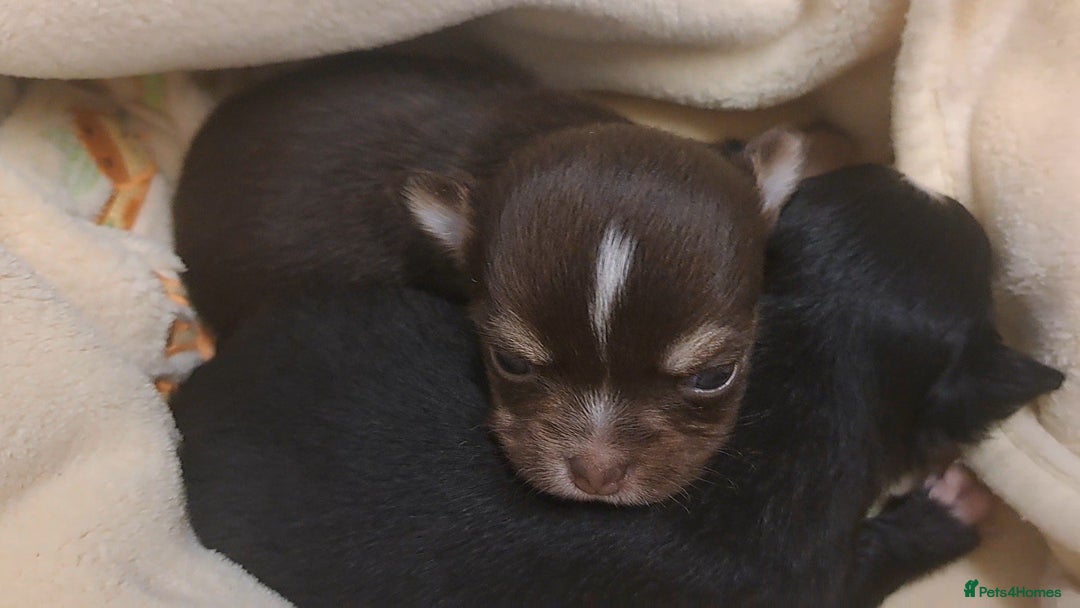 Chihuahua dogs for sale: Long Coat Chihuahua Puppies for Sale - Advert 6