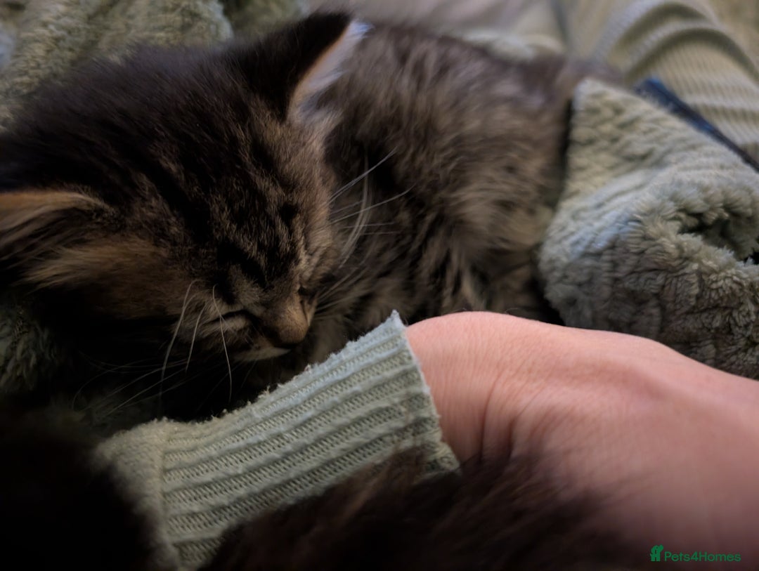 Mixed Breed cats for sale: Beautiful tabby/Calico fluffy kittens  - Advert 12