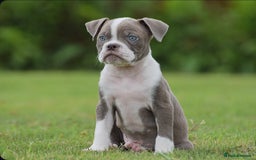 Old Tyme Bulldog dogs for sale: 5⭐️RATED, LICENSED. 23 YEARS EXPERIENCE  - Image 8