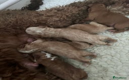 Australian Labradoodle dogs for sale: MULTIGEN AUSTRALIAN LABRADOODLE PUPPIES Due -25/08 - Image 4