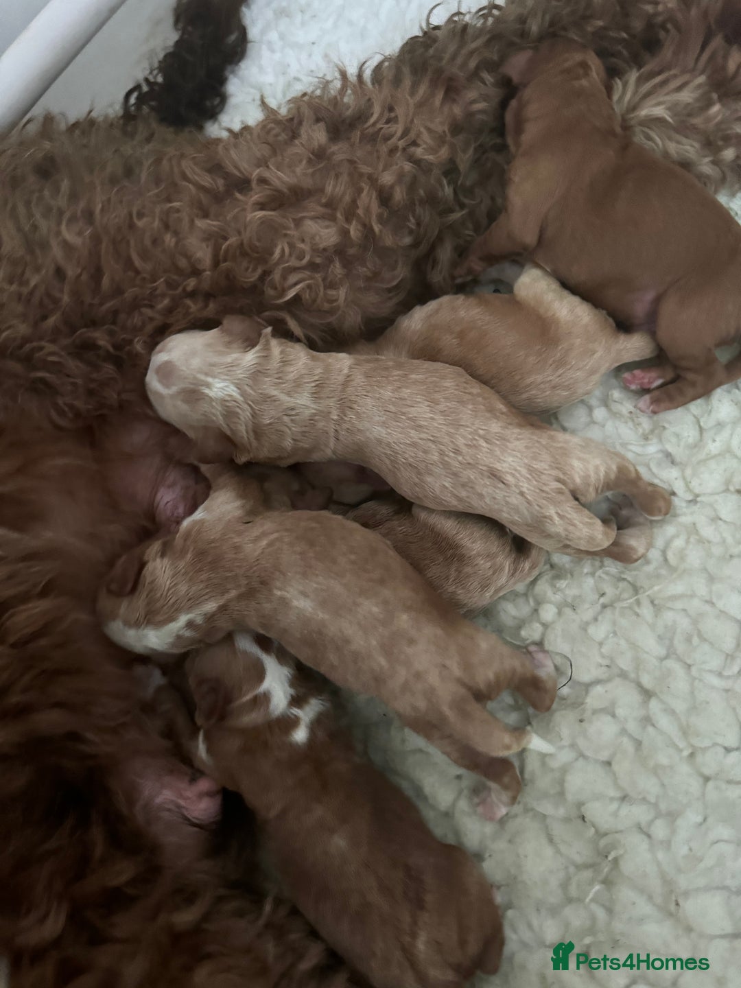 Australian Labradoodle dogs for sale: MULTIGEN AUSTRALIAN LABRADOODLE PUPPIES Due -25/08 - Image 4