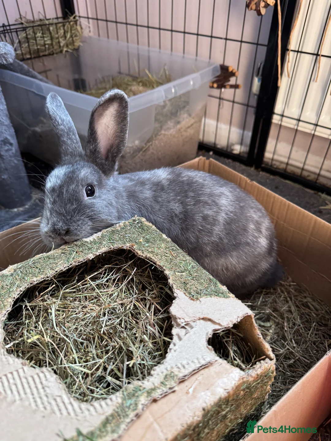 Mixed Breed rabbits for sale: 2 female sister rabbits 6 months old - Advert 2