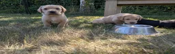 Labrador Retriever dogs for sale: Beautiful, happy Labrador puppies in Ledbury - Advert 7