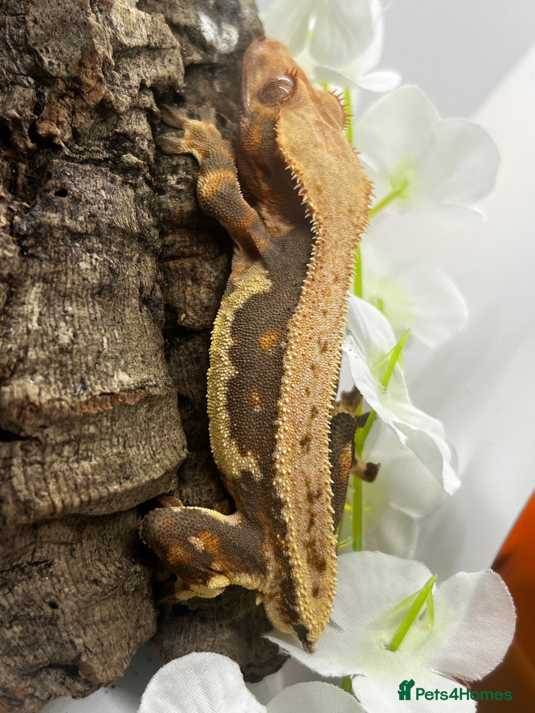 Gecko reptiles for sale: Geckos for sale.  - Image 8