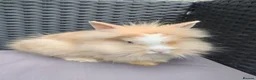 Lionhead rabbits for sale: Lion head babies.  - Advert 6