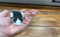 Rat rodents for sale: Pet rats for sale male and female Ava  - Image 7