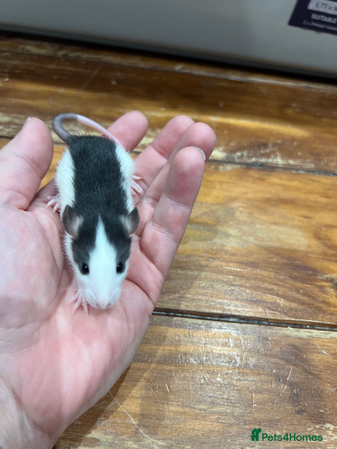 Rat rodents for sale: Pet rats for sale male and female Ava  - Image 7
