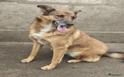 Mixed Breed dogs for adoption: 💖🐶 LARA 🐶💖 - Image 12