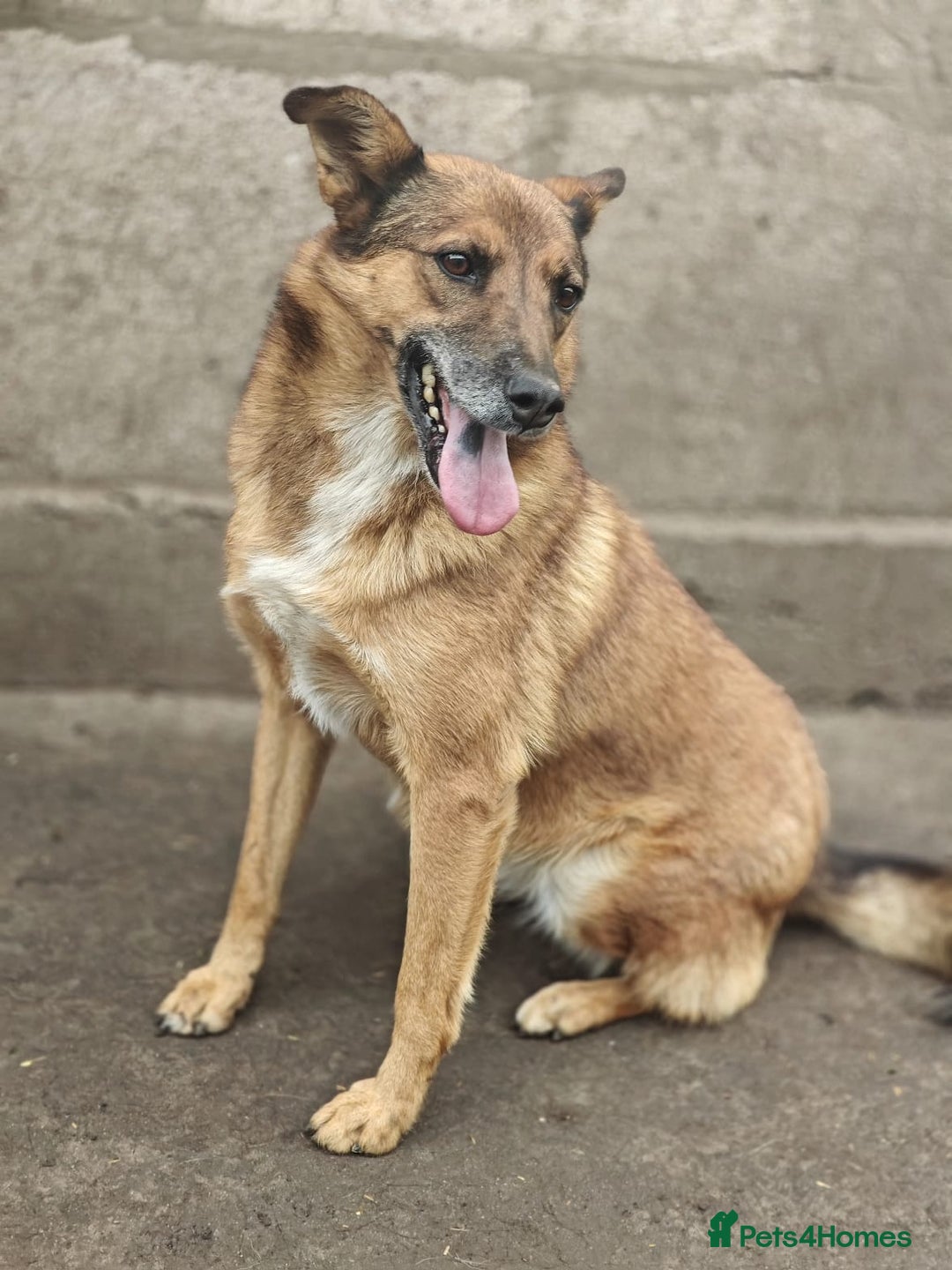 Mixed Breed dogs for adoption: 💖🐶 LARA 🐶💖 - Image 12