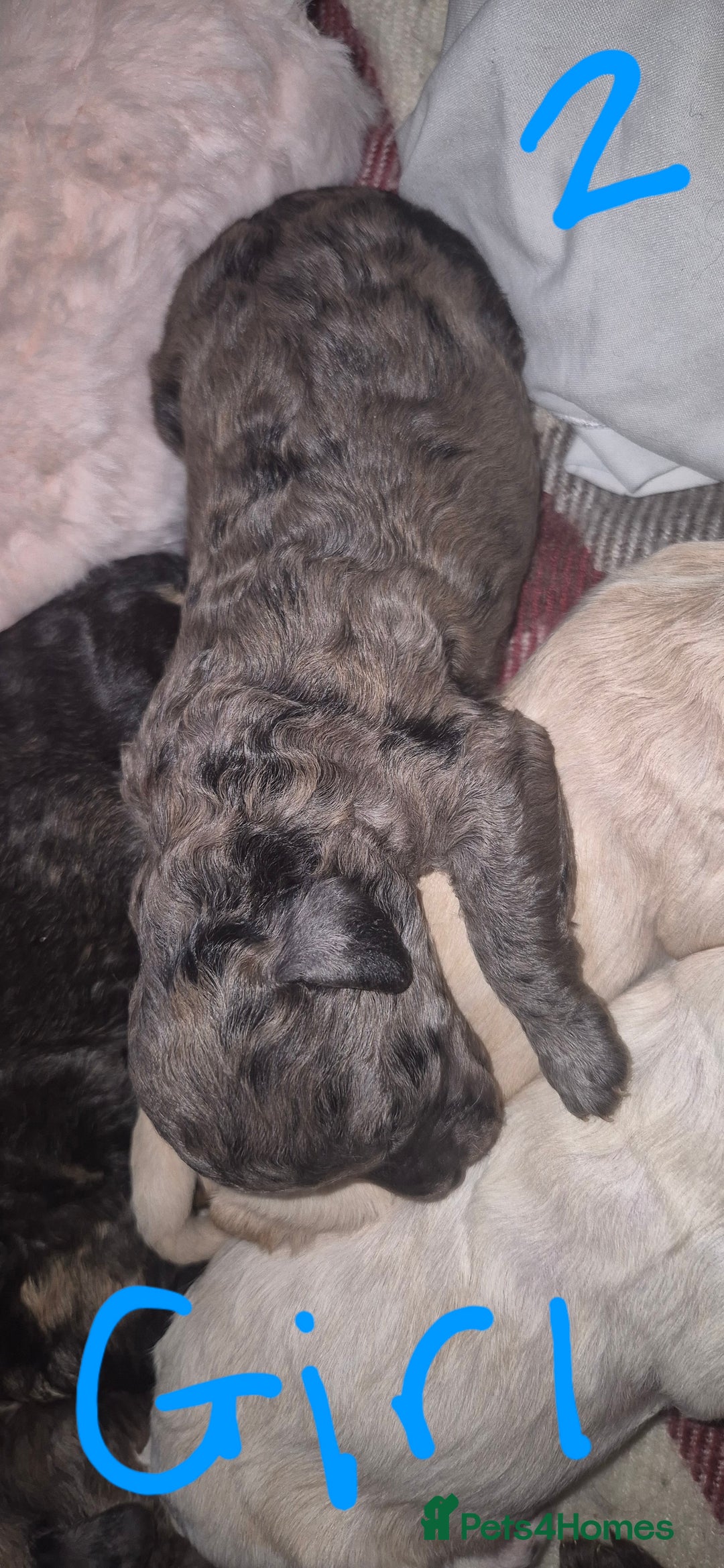 Mixed Breed dogs for sale: Gorgeous cavapoochon puppies - Image 16