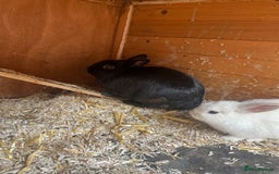 Mixed Breed rabbits for sale: Baby bunnies  - Image 6