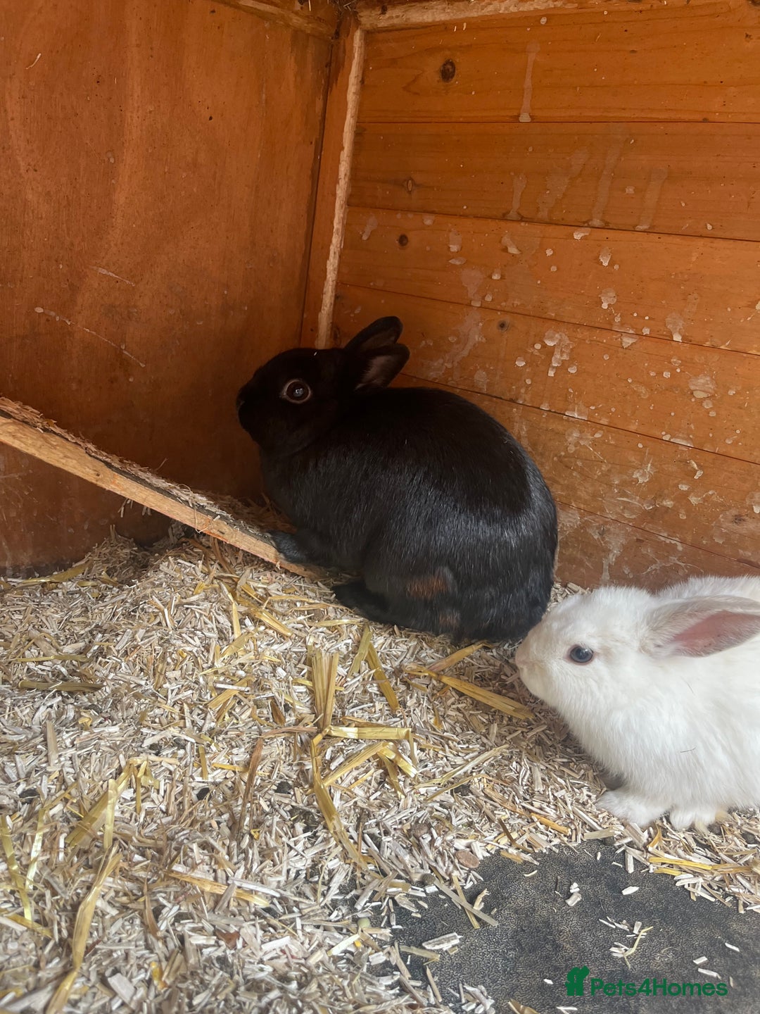 Mixed Breed rabbits for sale: Baby bunnies  - Image 6