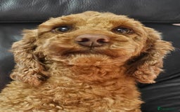 Miniature Poodle dogs for sale: Stunning spayed kc registered female  - Image 4