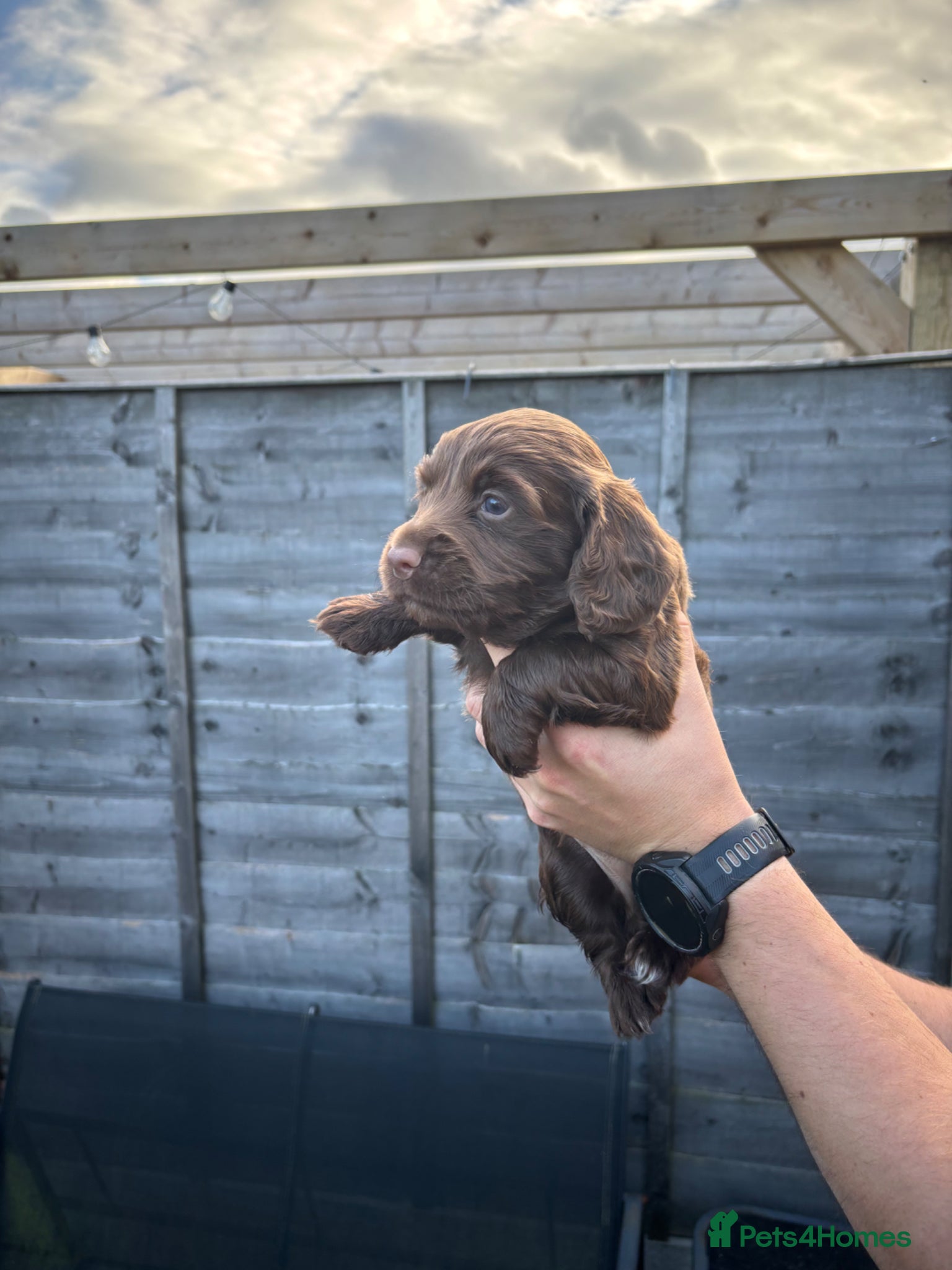 Cocker Spaniel dogs 1 Chocolate Boy - KC registered  - Advert 16