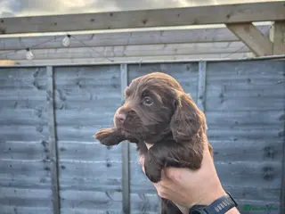 Cocker Spaniel dogs KC Reg Cocker Spaniel - 1 Choc Boy Left - Advert 5
