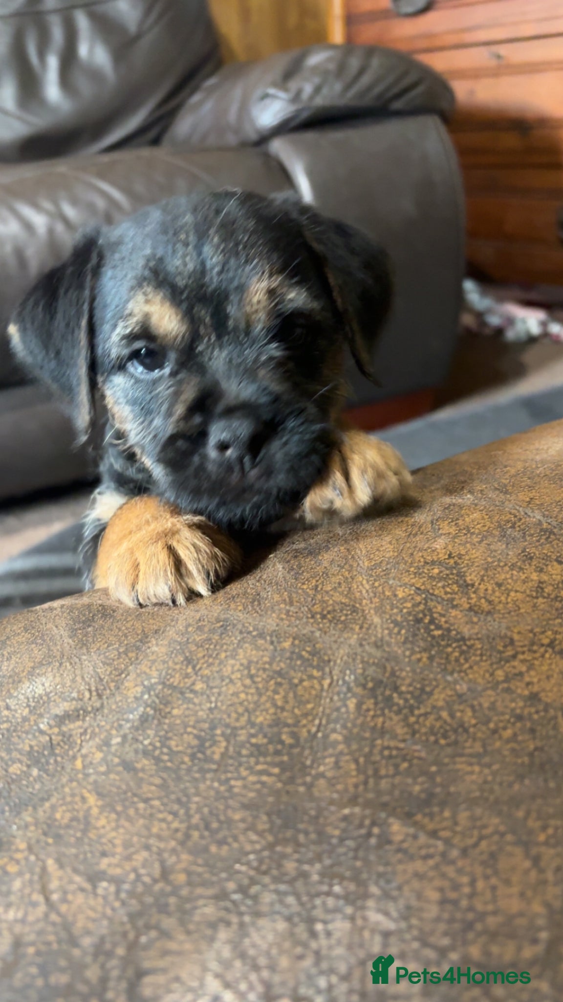 Border Terrier dogs 2 Beautiful KC Reg Dog Border Terrier Puppies - Advert 2