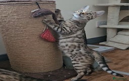 Bengal cats for sale: 13 week old Tica Registered Female Bengal Kitten in Falmouth - Image 15
