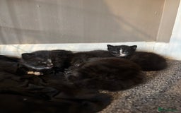 British Longhair cats for sale: Kittens For Sale  - Image 8