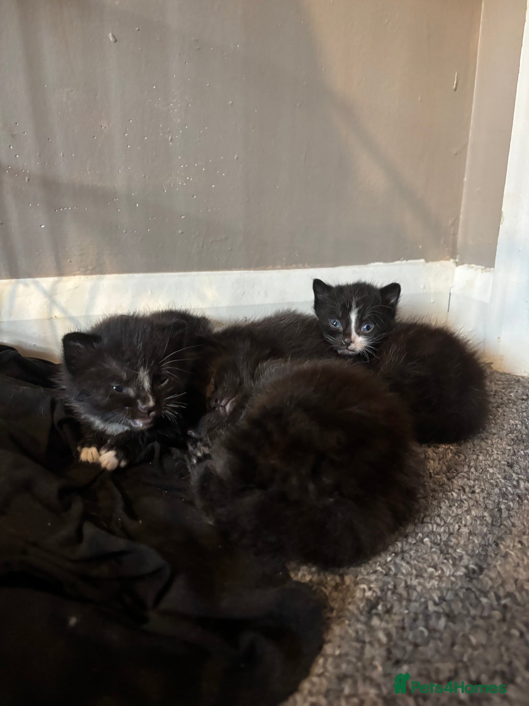 British Longhair cats for sale: Kittens For Sale  - Image 8