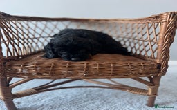 Cockapoo dogs for sale: Cockapoos ready from 10th of November  - Image 8