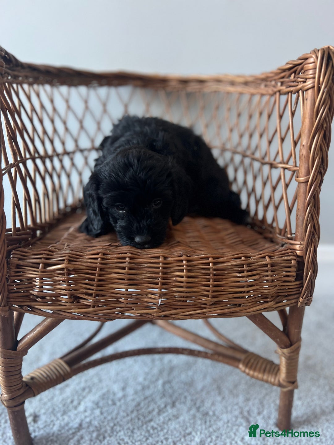 Cockapoo dogs for sale: Cockapoos ready from 10th of November  - Image 8