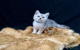 British Shorthair cats for sale: GCCF British short hair kittens for loving homes  - Image 14