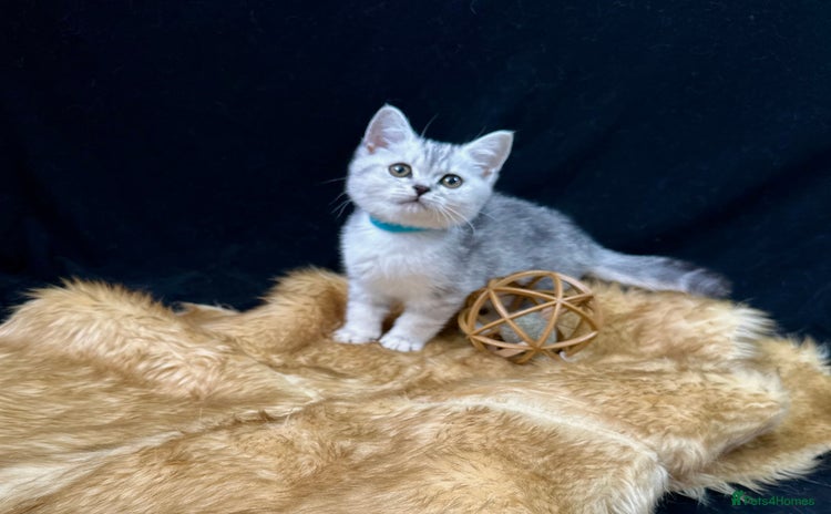 British Shorthair cats - Advert 13