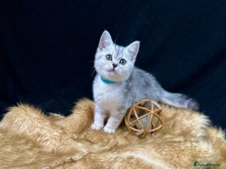 British Shorthair cats - Advert 17