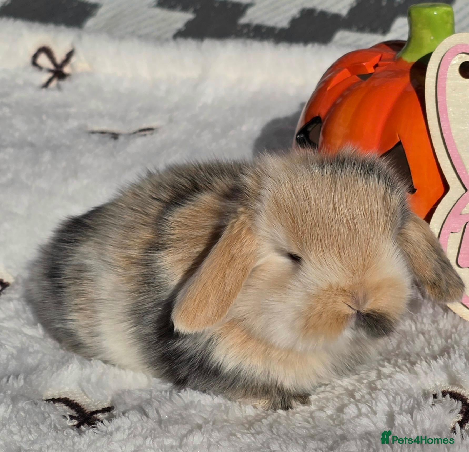 Mini Lop rabbits Purebred Mini lops - 2 bucks left - Advert 12
