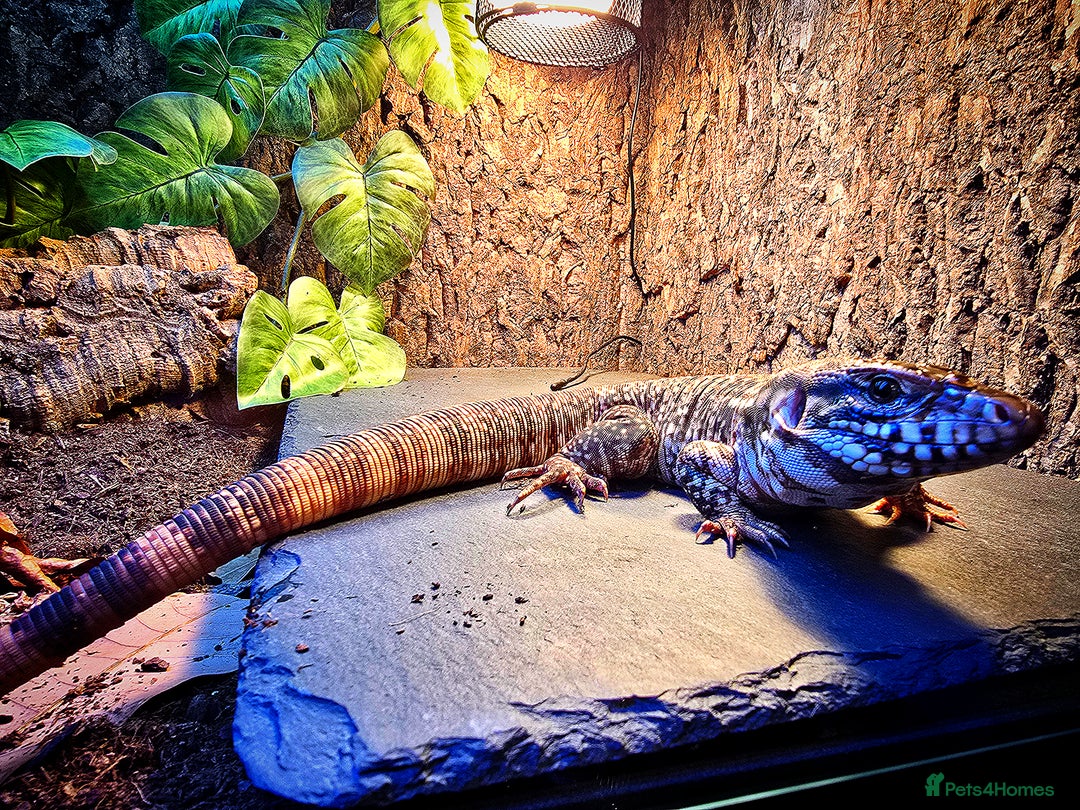 Monitor reptiles for sale: Devil Line Red Tegu Female CB25 - Advert 12