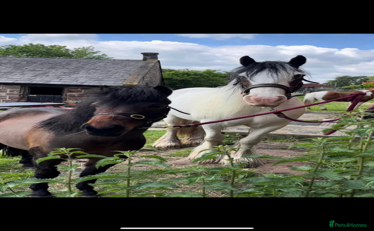 Other Breed horses - Advert 1