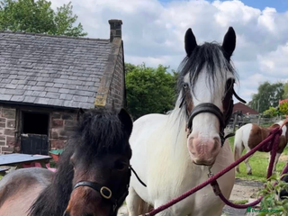 Other Breed horses - Advert 3
