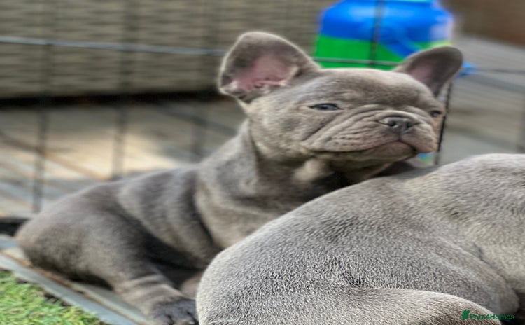 French Bulldog dogs - Advert 7