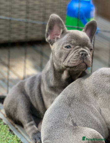 French Bulldog dogs - Advert 12