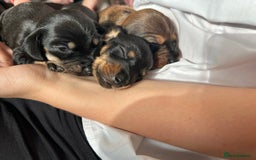 Miniature Dachshund dogs for sale: Miniature Dachshunds  - Image 4