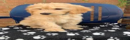 Labradoodle dogs for sale: Stunning Apricot & Cream Labradoodle Puppies 🐶 - Advert 10