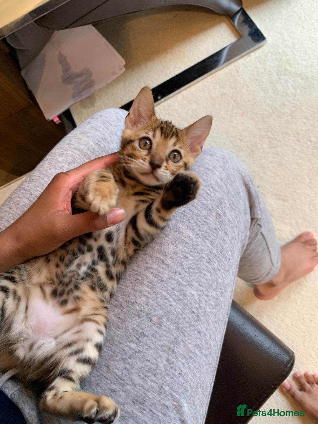 Bengal cats for sale: High Quality Rosetted Pure Breed Bengal in Chigwell - Image 1
