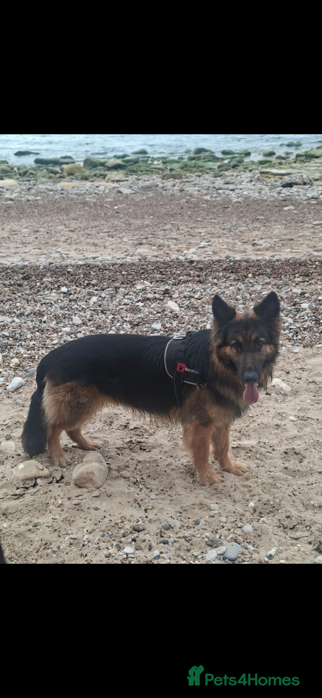 German Shepherd dogs for stud: Beverly Elliott  in Jarrow - Advert 3