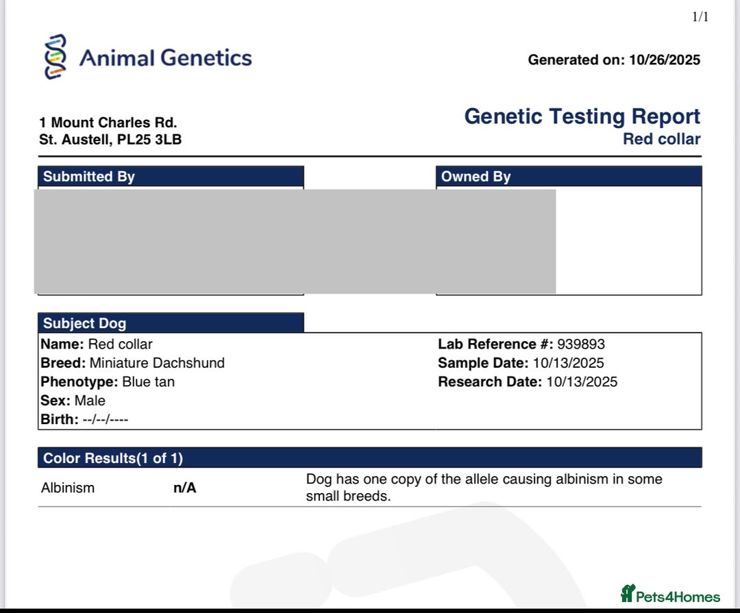 Miniature Dachshund dogs for sale: Miniature dachshunds (pink carriers)  - Image 8