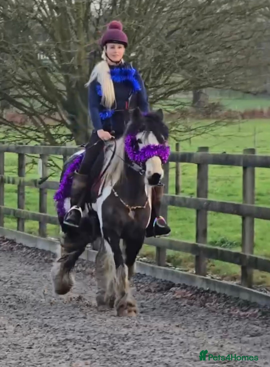 Irish Cob horses for sale: 13.1h Gypsie Cob gelding. - Advert 4