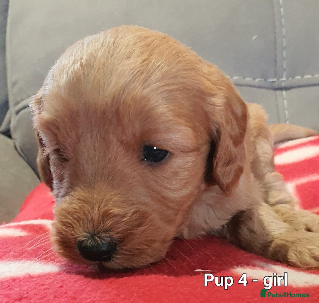 Goldendoodle dogs for sale: F1B Miniature Golden Doodles - Advert 10