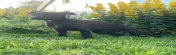 Whippet dogs for sale: ⭐️⭐️beautiful whippet pups ⭐️⭐️ in Pencader - Advert 18