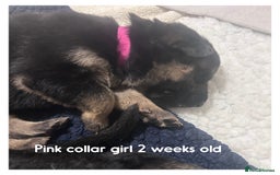 German Shepherd dogs for sale: German shepherd puppies  - Image 14