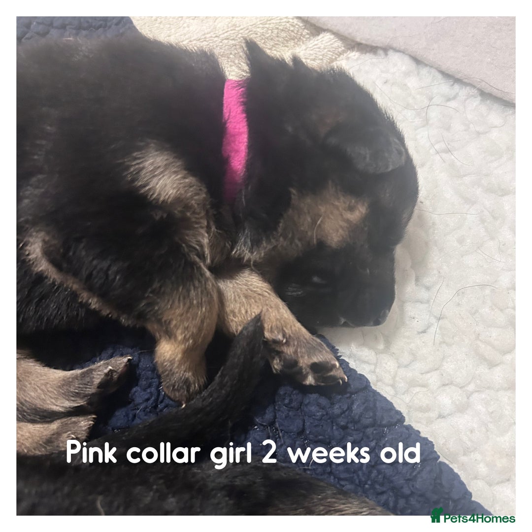 German Shepherd dogs for sale: German shepherd puppies  - Image 14