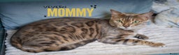 Bengal cats for sale: SNOW LYNX PURE BENGAL BOY-Frankie-Top Personality - Advert 3